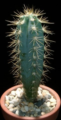 Pilosocereus_azureus_1